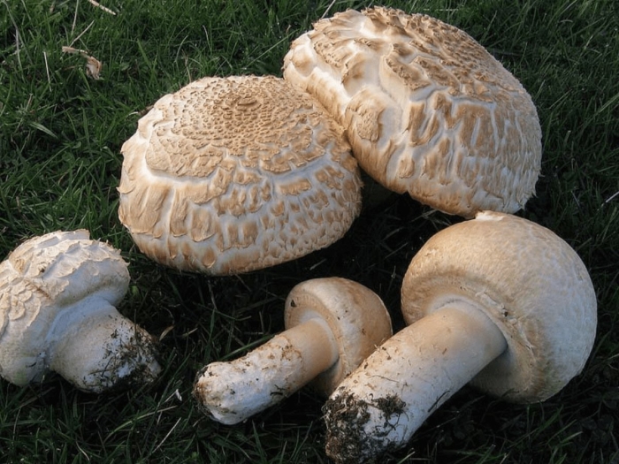 Шампиньон августовский agaricus augustus