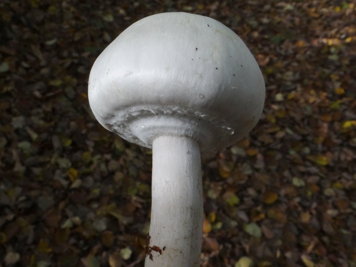 Agaricus silvicola