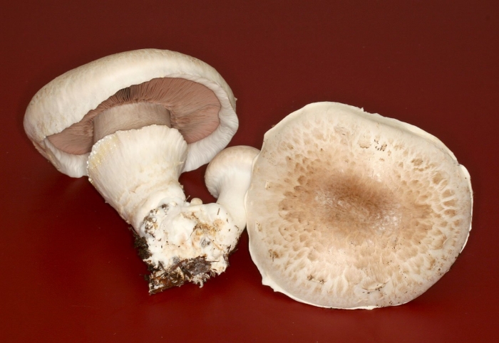Шампиньон луговой agaricus campestris