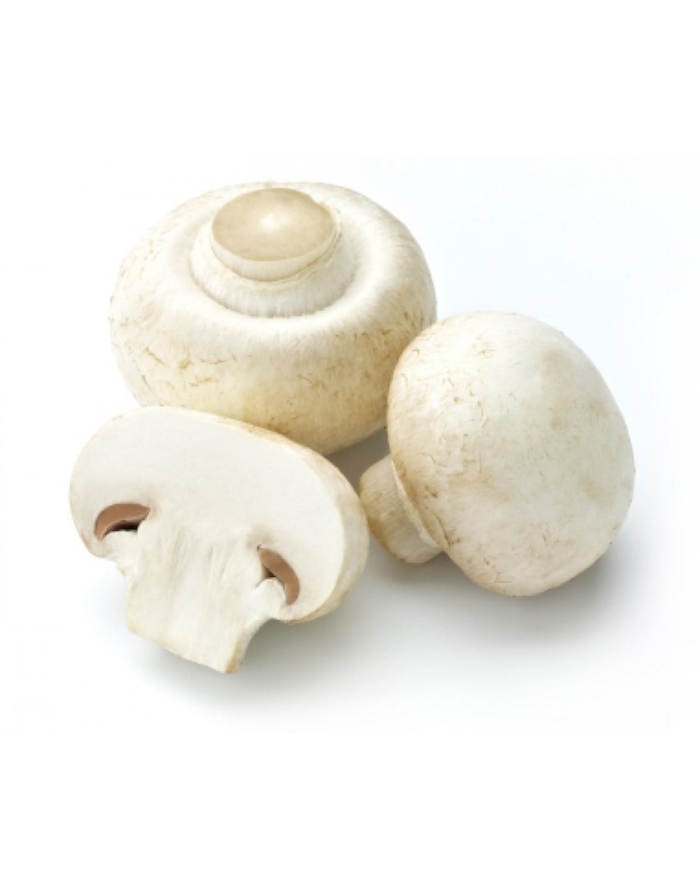 Шампиньон двуспоровый