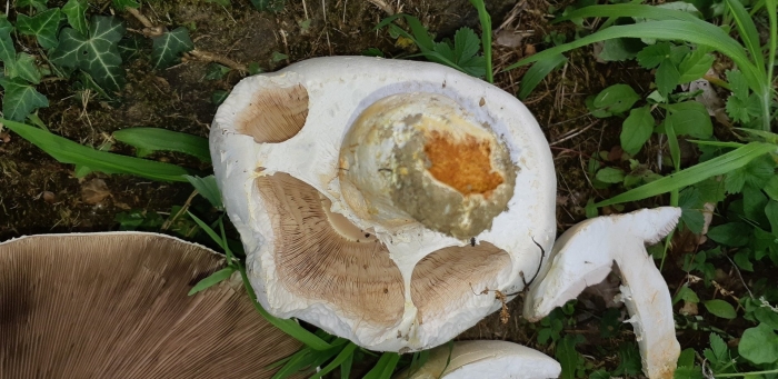 Agaricus bernardii