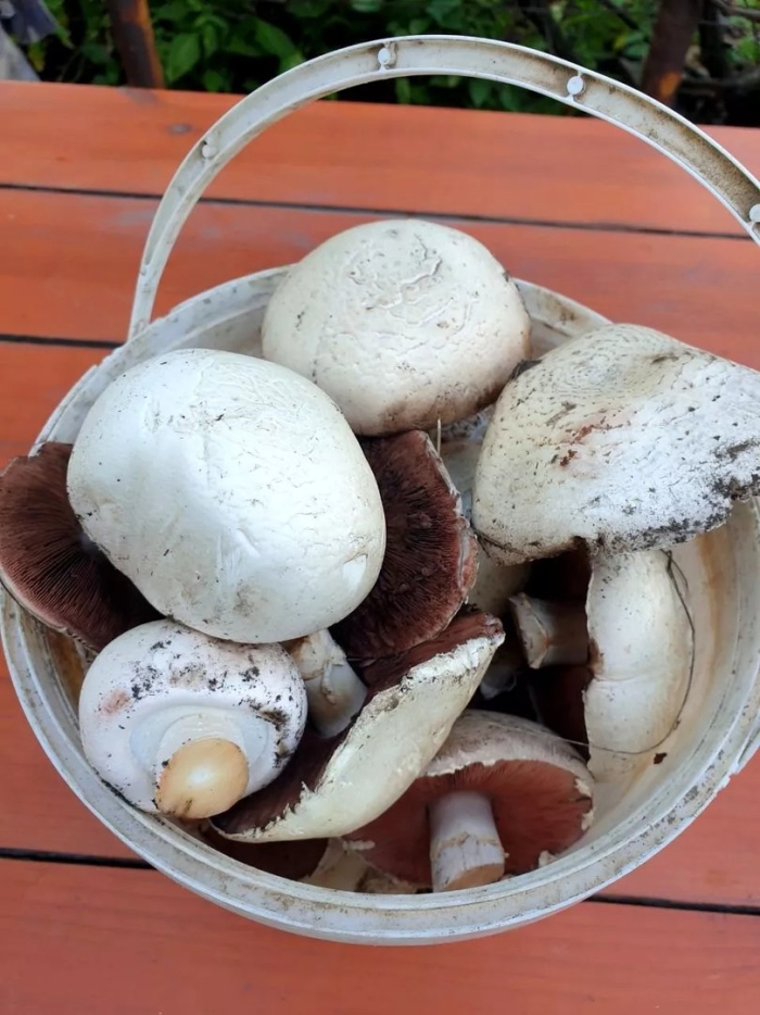 Ложные шампиньоны