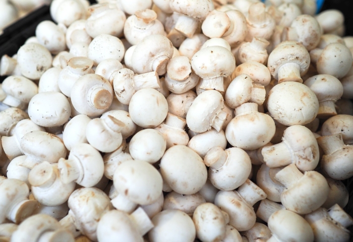 Гриб шампиньон