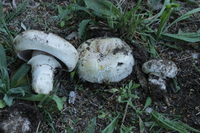 Agaricus hondensis