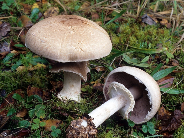 Шампиньон эссета (agaricus essettei)
