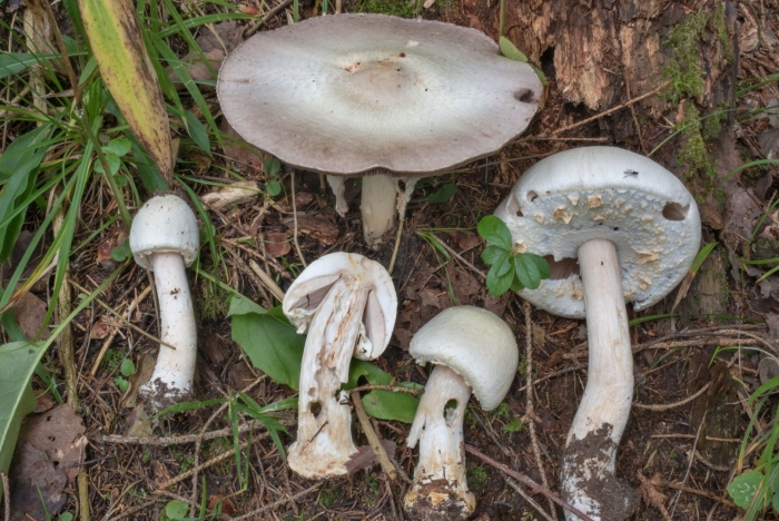 Шампиньон полевой agaricus arvensis
