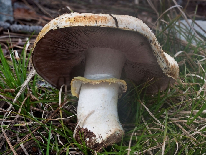 Шампиньон таблитчатый (agaricus tabularis)