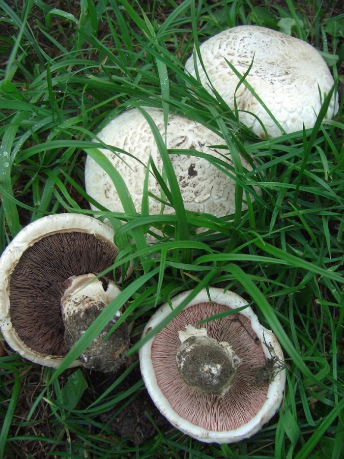 Agaricus bernardii