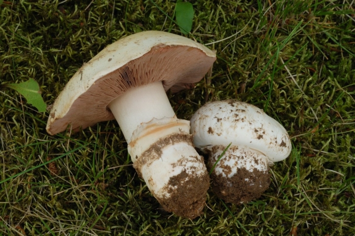 Шампиньон луговой agaricus campestris