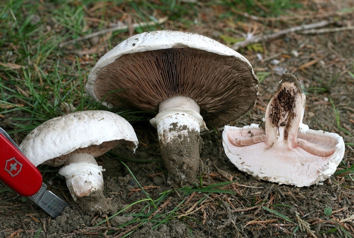 Agaricus bernardii