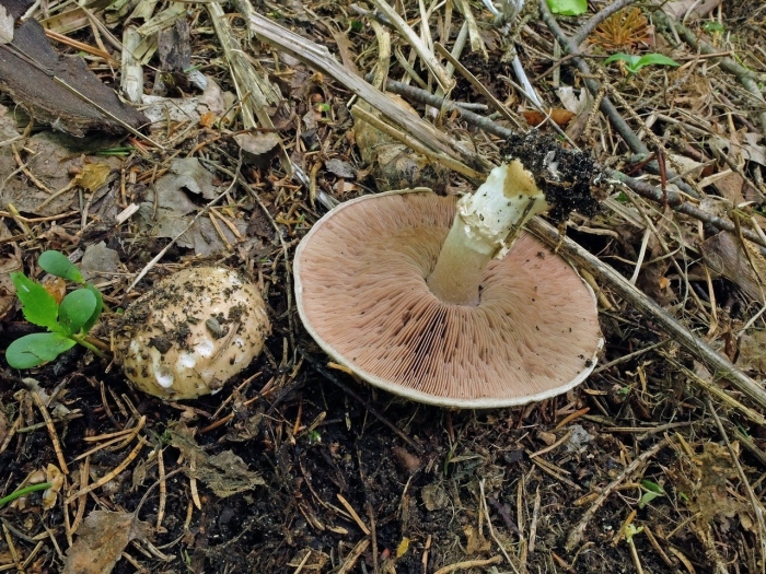Шампиньон перелесковый гриб
