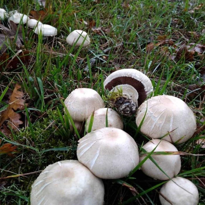 Шампиньон полевой agaricus arvensis
