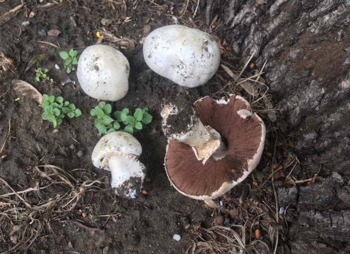 Шампиньон луговой agaricus campestris