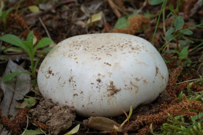 Печерица луговой шампиньон ложные