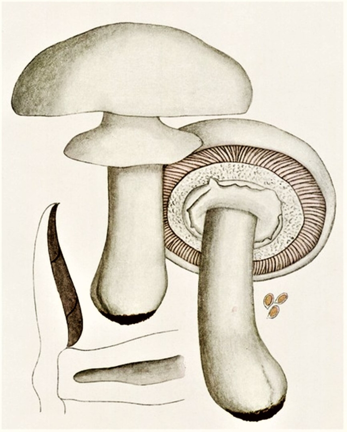 Шампиньон рисунок