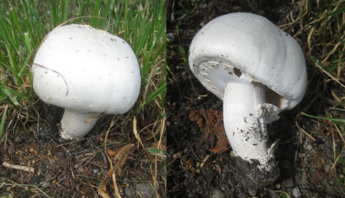Шампиньон обыкновенный agaricus campestris