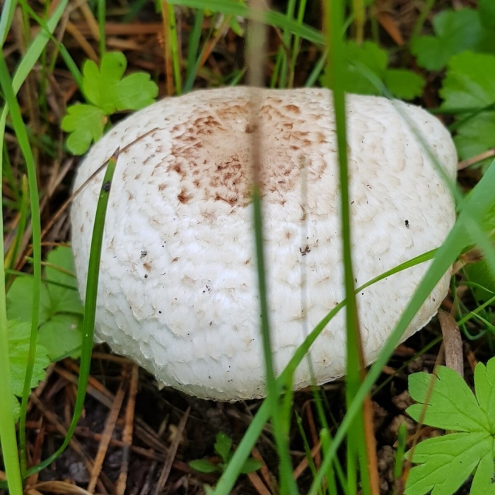 Гриб зонтик пёстрый macrolepiota procera