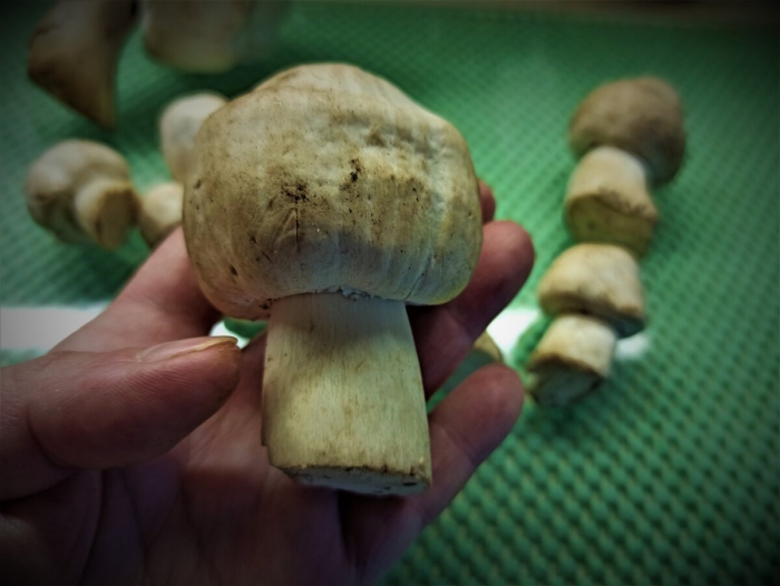 Гриб шампиньон двукольцевой