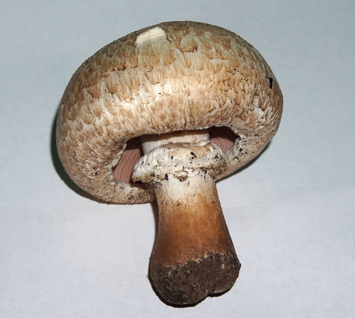 Шампиньон чешуйчатый