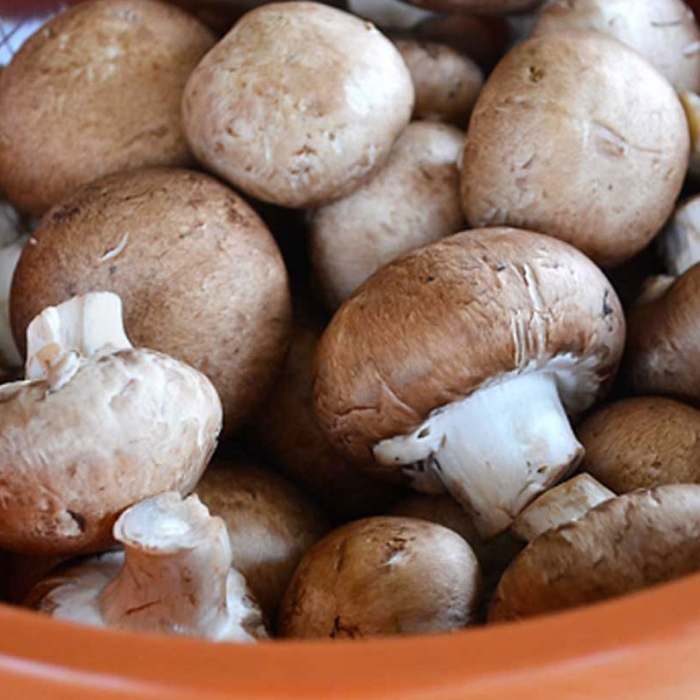 Шампиньон крупноспоровый