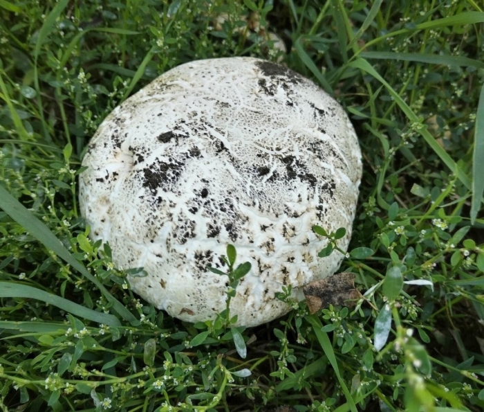 Шампиньон таблитчатый agaricus