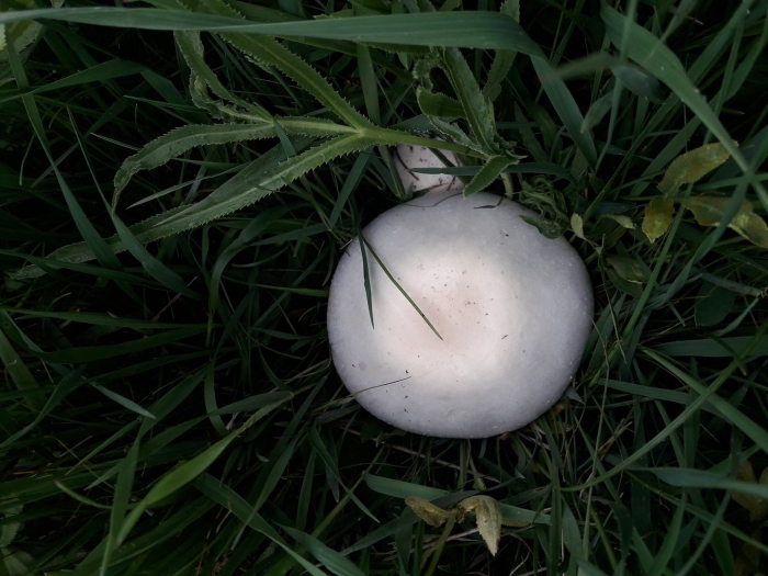 Шампиньон луговой