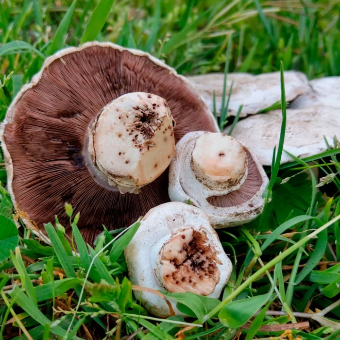 Шампиньон двуспоровый agaricus bisporus