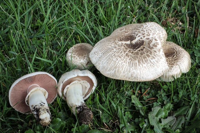 Шампиньон лесной agaricus silvaticus