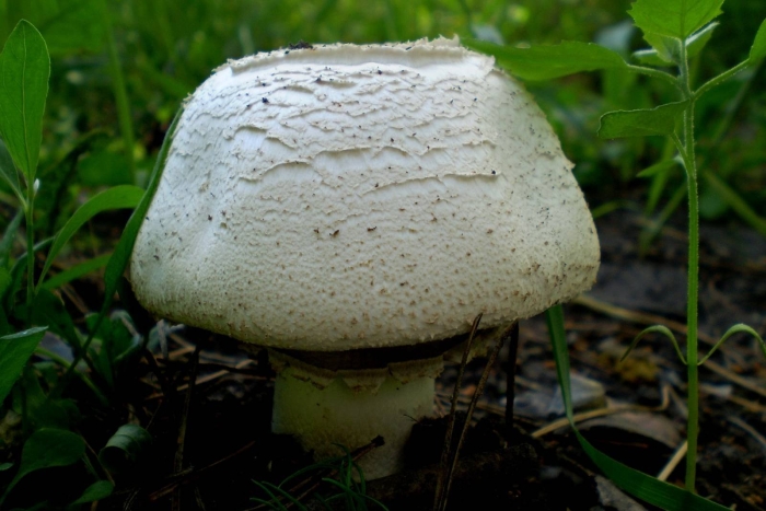 Полевой шампиньон