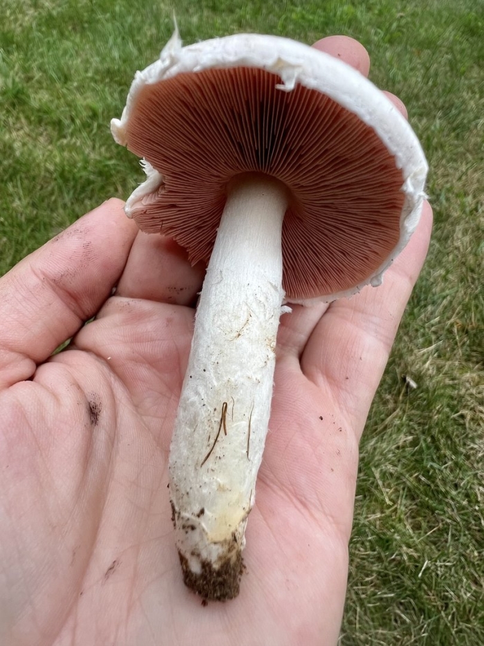 Agaricus campestris