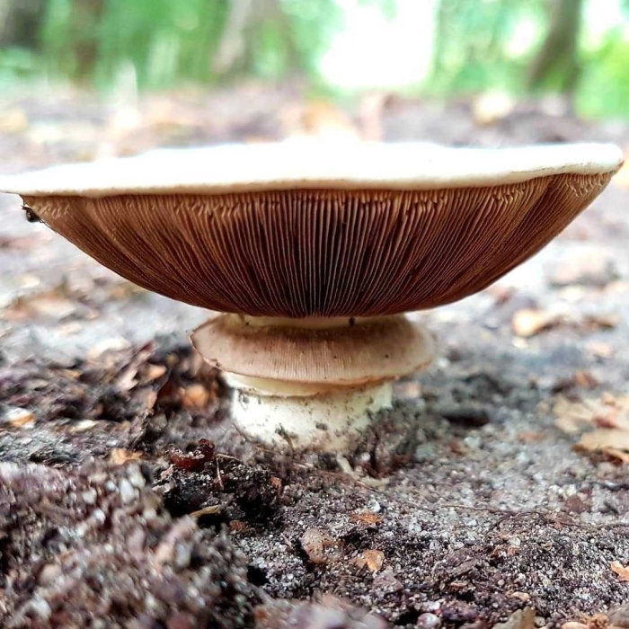 Шампиньон таблитчатый