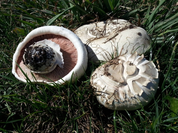 Шампиньон луговой agaricus campestris