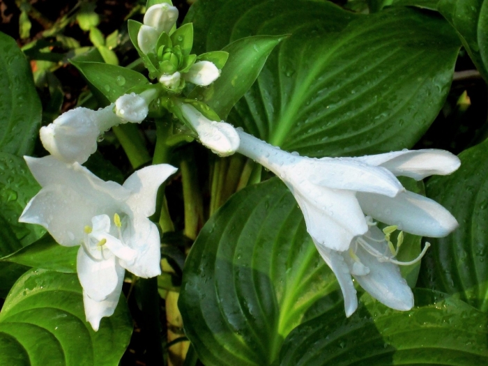 Хоста подорожниковая грандифлора