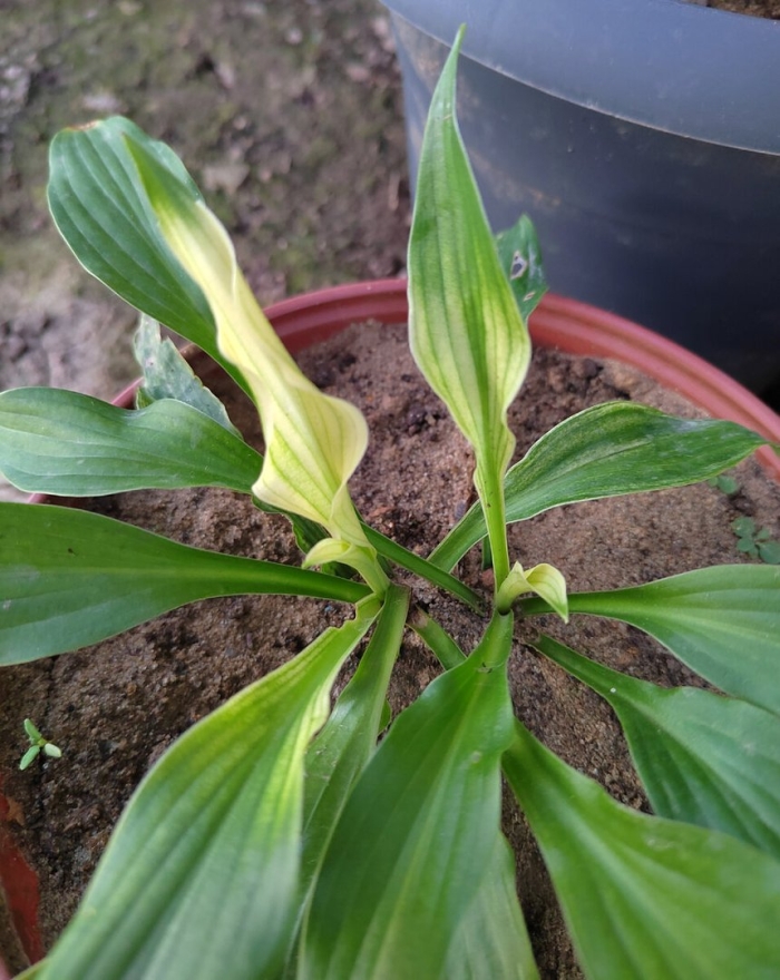 Хоста цветок