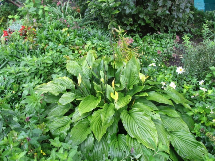 Хоста королевская