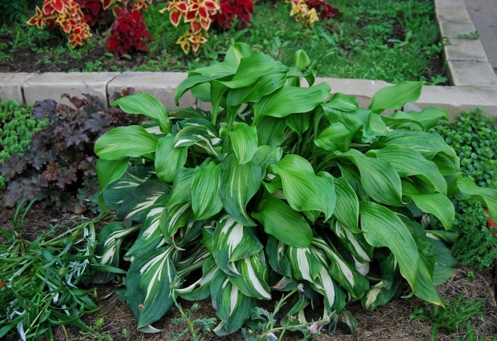 Хоста гибридная виктори