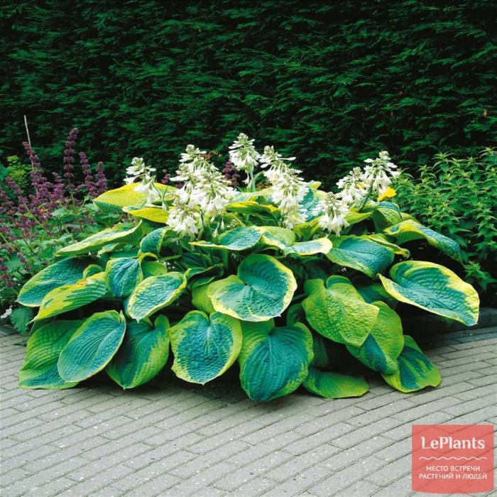 Хоста зибольда фрэнсиз вилльямс