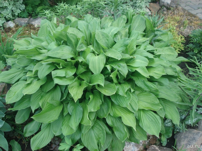 Хоста зеленая