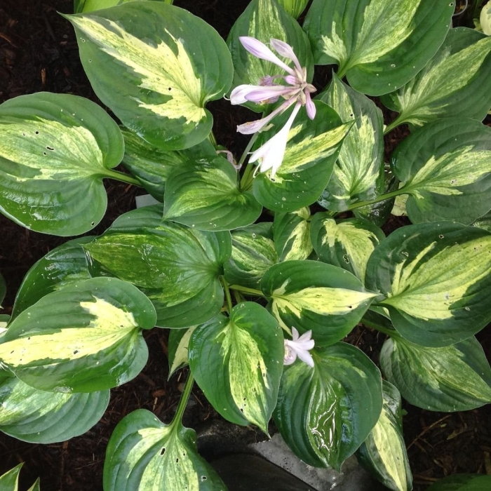 Хоста гибридная