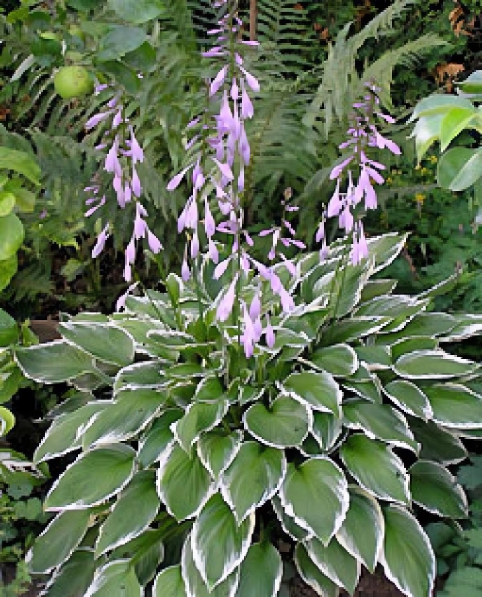 Хоста альбомаргината цветет