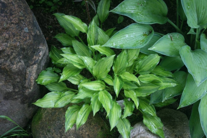 Хоста кисуджи