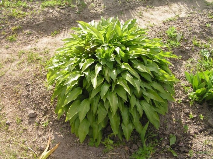 Хоста lancifolia