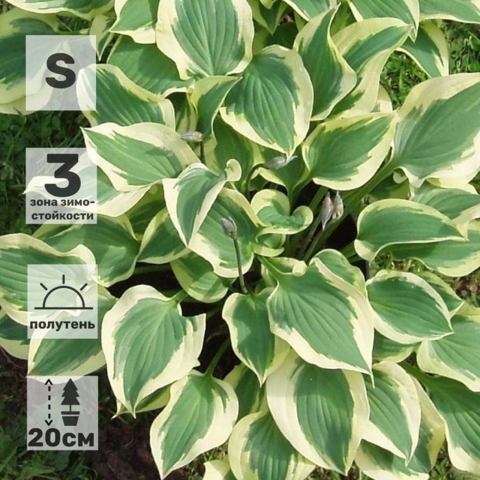 Хоста грин фонтейн