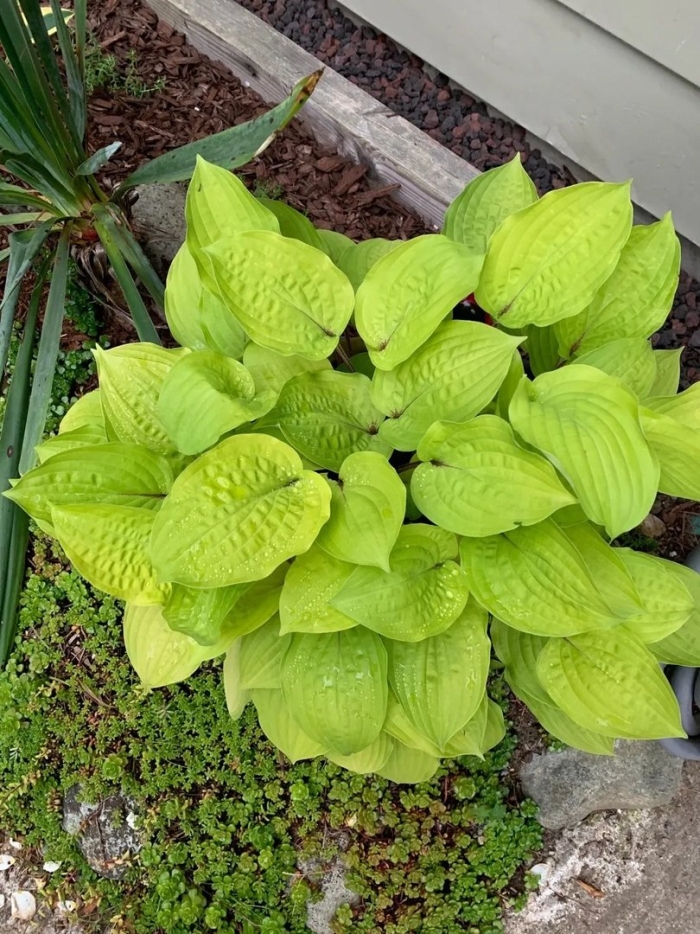 Хоста гибридная антиох