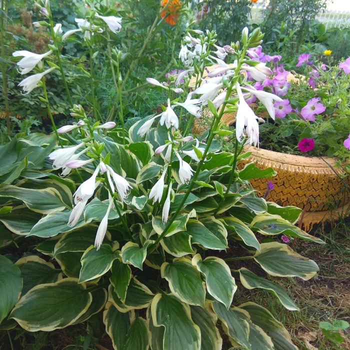 Хоста медиовариегата цветет
