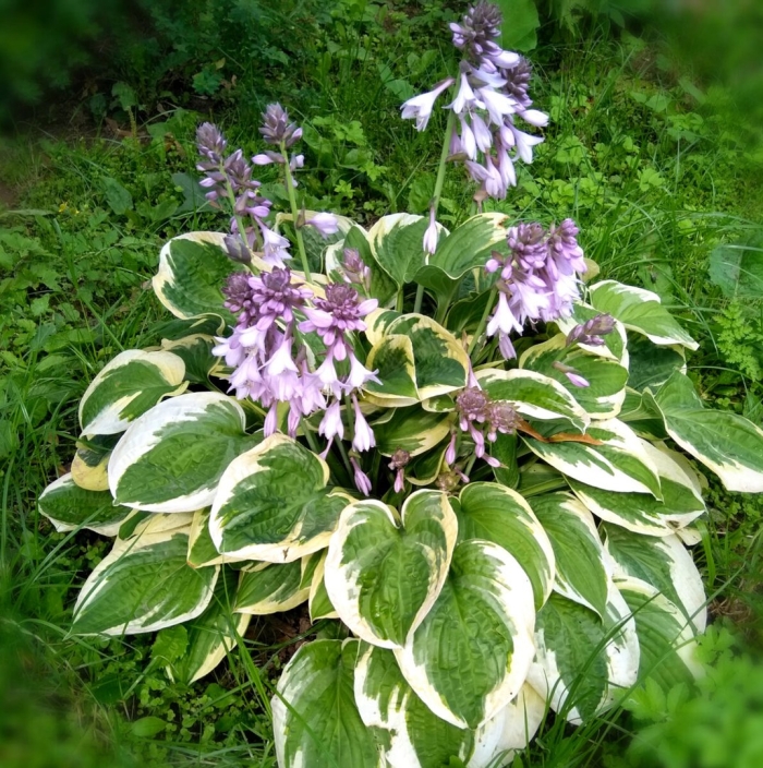 Хоста фест бланш