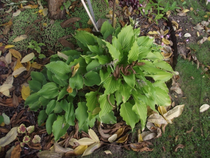 Хоста ред октоубер