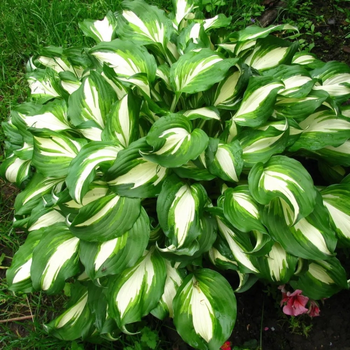 Хоста ундулата медиовариегата hosta undulata mediovariegata