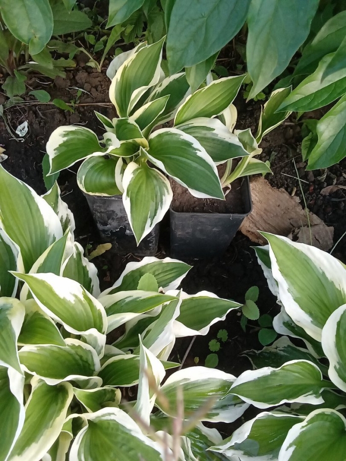 Хоста белоокаймленная