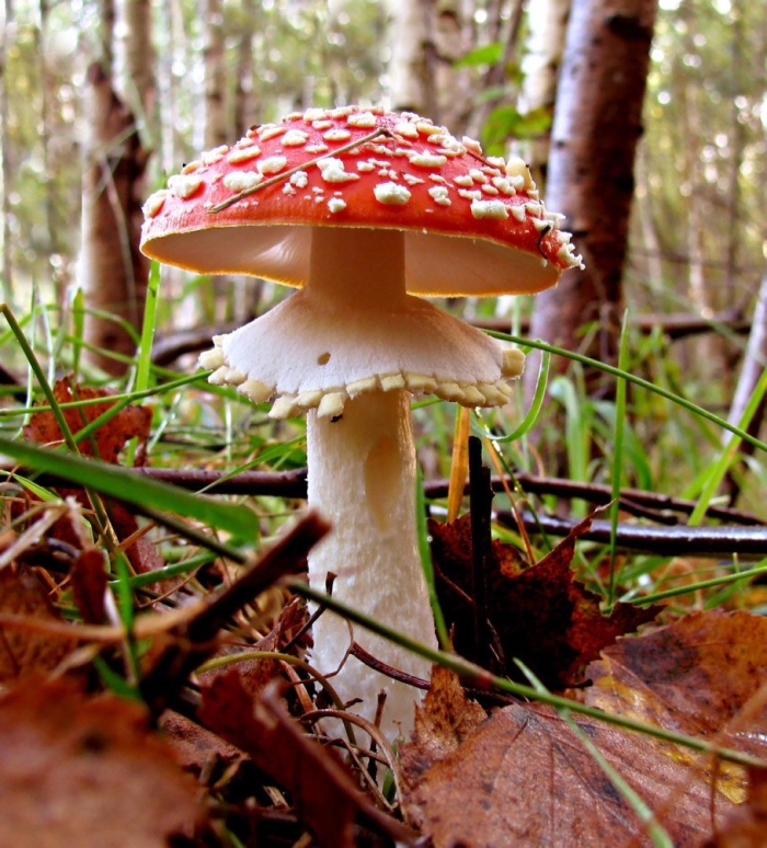 Мухомор мухоморович